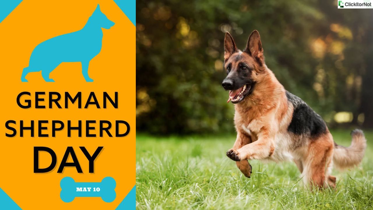National German Shepherd Day - How Should You Celebrate This Day